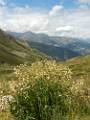 F62 silene enfle. de francoise guillierme 